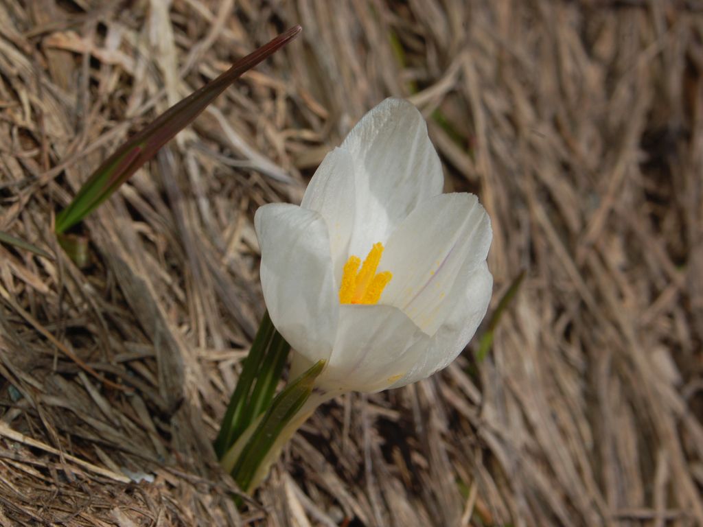 Crocus vernus  / Zafferano alpino